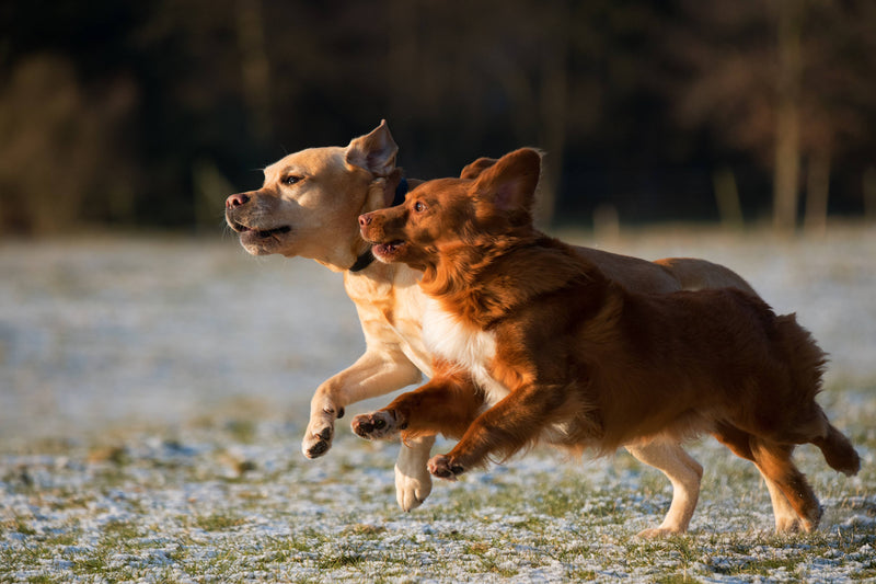 Off Leash Dog Training - Two Dogs - Paladin K9 Training